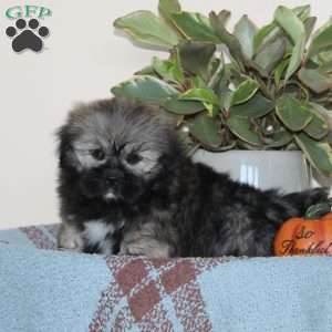 Black Jack, Lhasa Apso Puppy